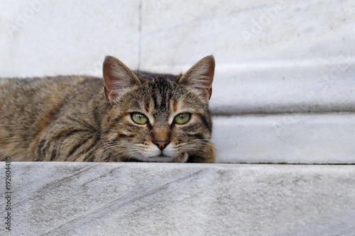 Cute Tabby Cat is Resting on Marble Floor 