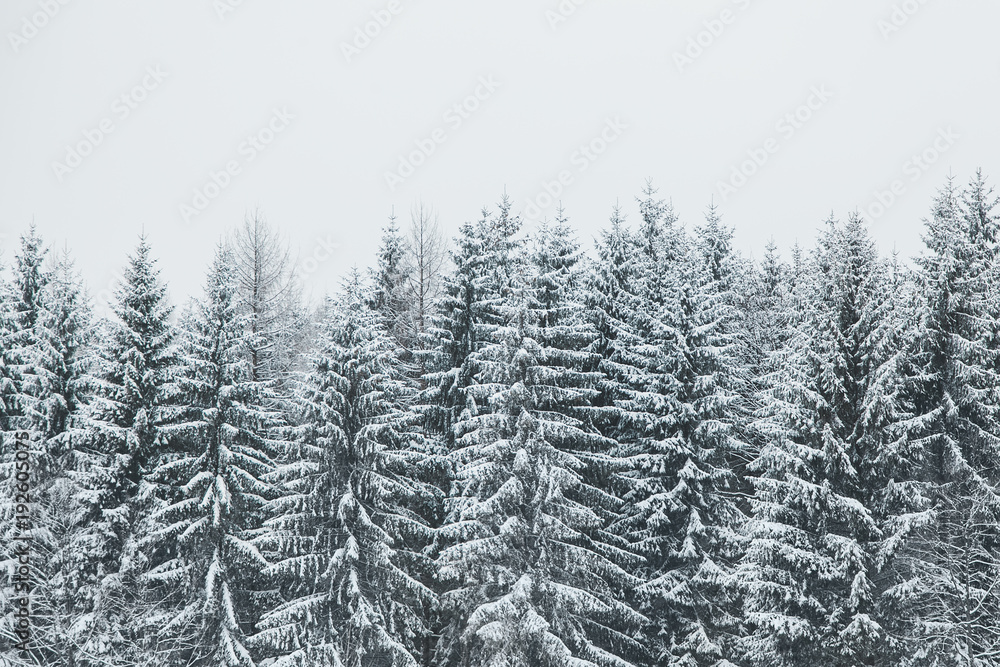 Pines trees covered with snow in nature