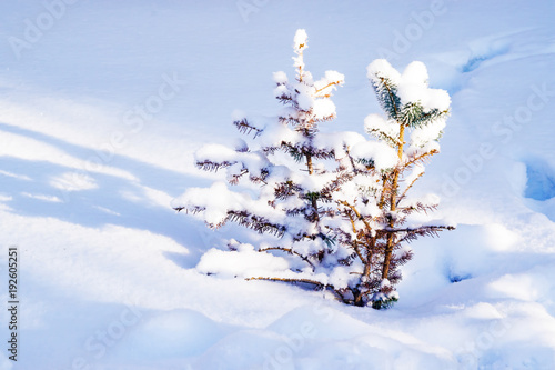 Little pine tree, spruce tree, lit by the rays of the sun on the hill with the shadows on the snow, winter landscape 