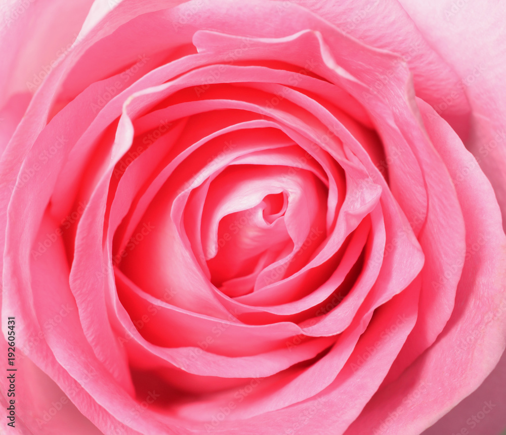 Pink rose, top view closeup photo image of single pink rose flower present a detail of flower petal pattern of a pink rose, can use as a background, flower pattern background, petal pattern background Pink rose, top view closeup photo image of single pink rose flower present a detail of flower petal pattern of a pink rose, can use as a background, flower pattern background, petal pattern background