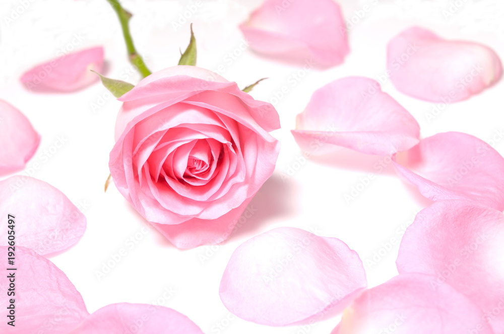 Pink rose around by pink petal