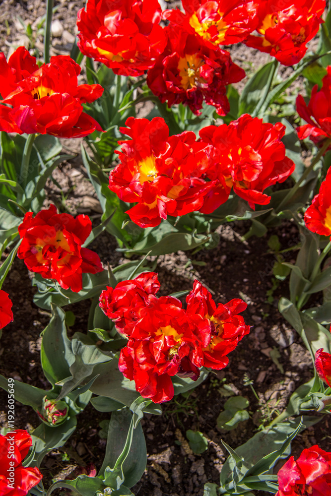 Tulpenblüte im Schloßpark