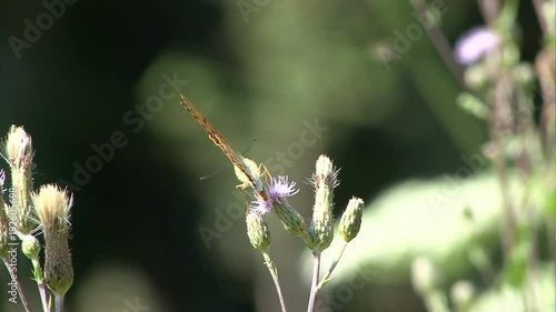 silver-washed fritillary 04