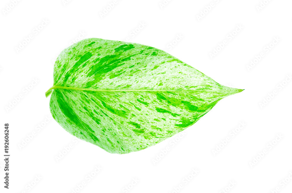 Golden pothos leaf isolate on bright white light background Golden pothos leaf isolate on bright white light background
