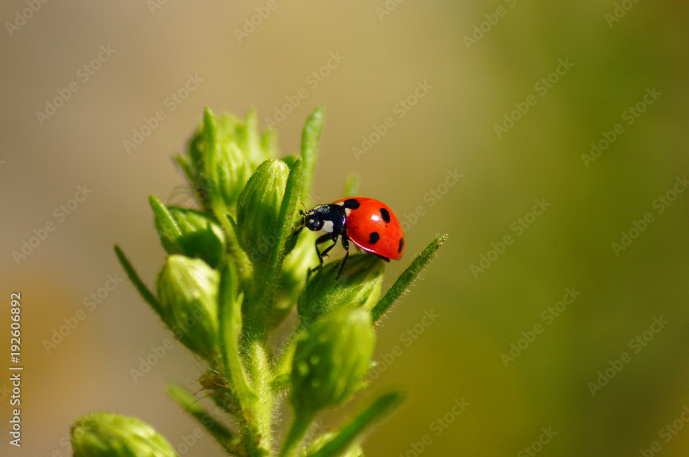 Coccinelle Coccinelle