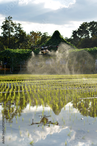 Carrying agriculture drone, photo image of agriculture drone carry a tank of liquid fertilizer flying over the rice field and spraying it on a rice sprouts, agriculture technology, drone technology