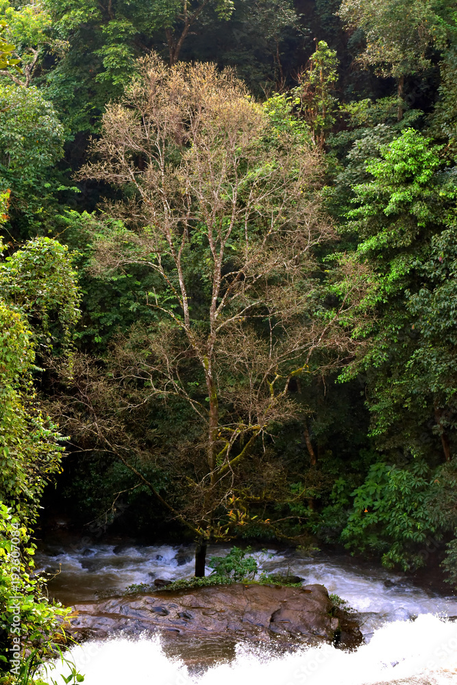 Isolated tree, one tree in a forest isolated form the other trees by the river, nature rainforest environment with a river and waterfall, adventure trip in a rainforest, rainforest background