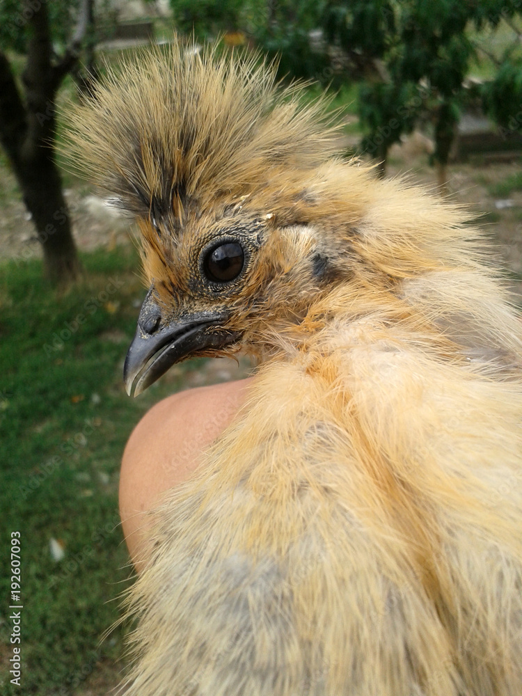 Fototapeta premium gallina Silkie