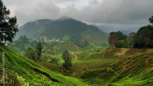 Fog and mist on the tea plantation in Cameron Highlands, Malaysia. 4k time-lapse 
