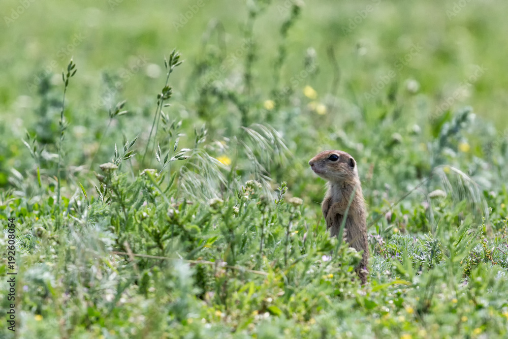 Obraz premium Cute European ground squirrel (Spermophilus citellus) standing on a field of grass