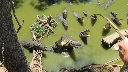 Vietnam. Crocodile in the river.