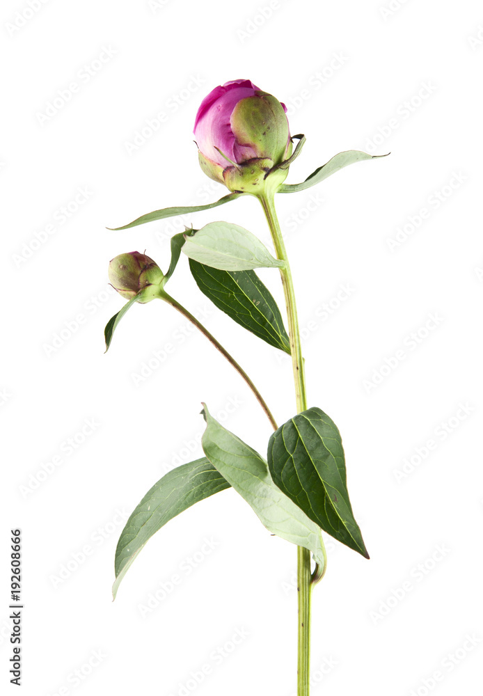 peony flowers isolated on white background