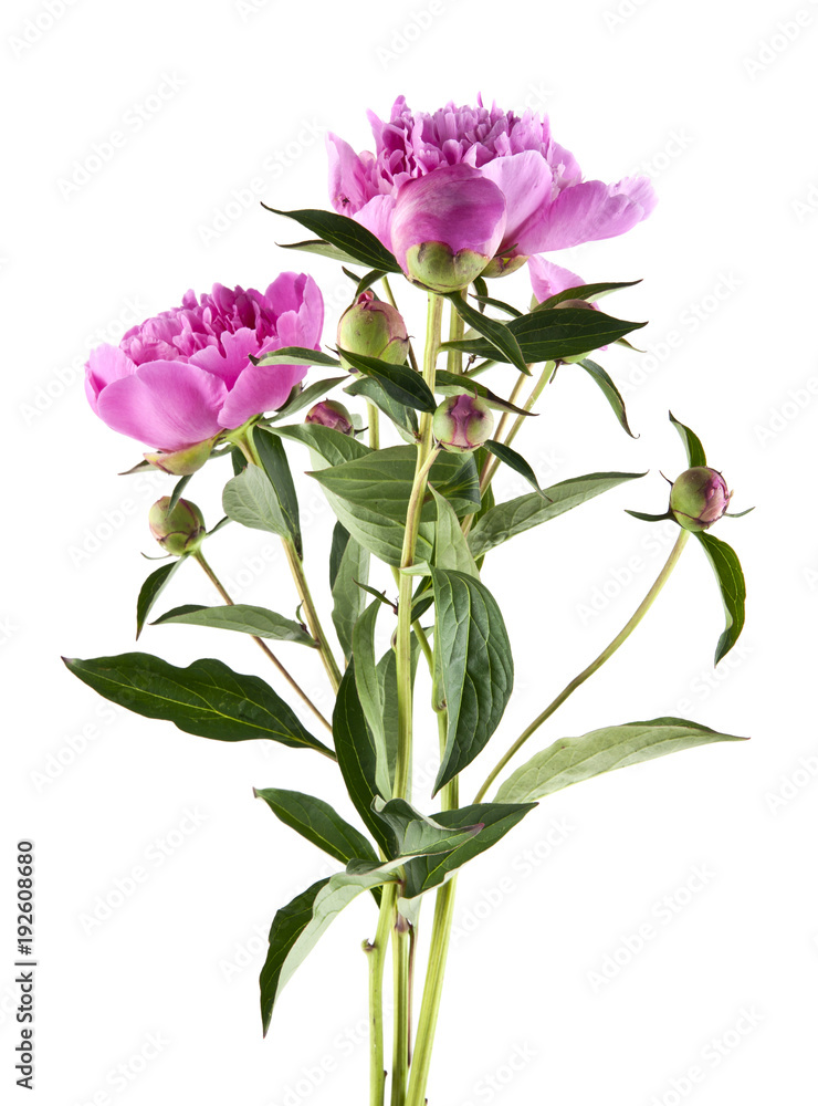 peony flowers isolated on white background