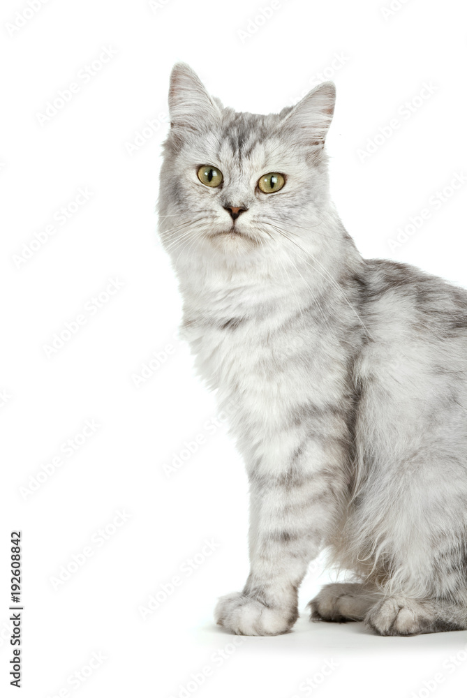 Britisch Langhaar Katze isoliert auf weißem Grund