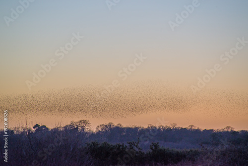 Murmurations of the starlings in the sky at RSPB Minsmere