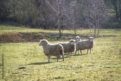 Sheep and Cows on a farm in Suffolk in England  © Ryan