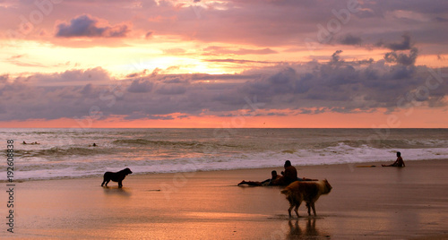 scène de coucher de soleil animaux sur la plage © Miranda