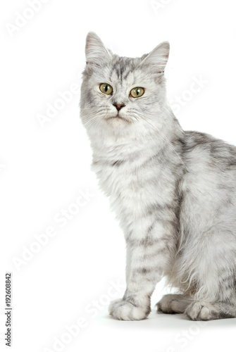 Britisch Langhaar Katze isoliert auf weißem Grund