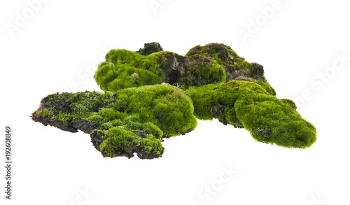 Canvas Print moss isolated on white background