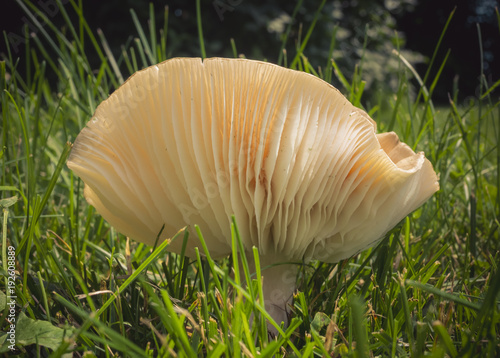 The lamellae of a mushroom.
