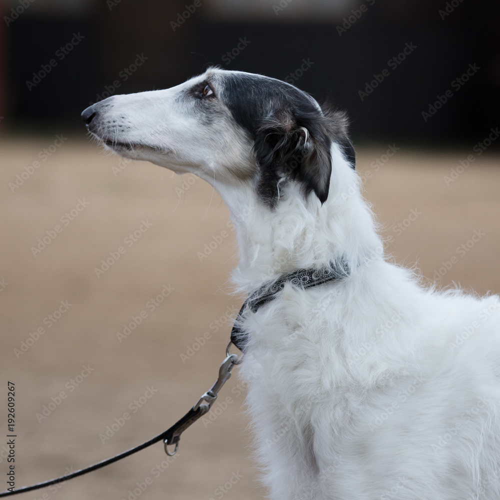 Portrait of a Borzoi dog closeup outdoors in summer background Portrait of a Borzoi dog closeup outdoors in summer background