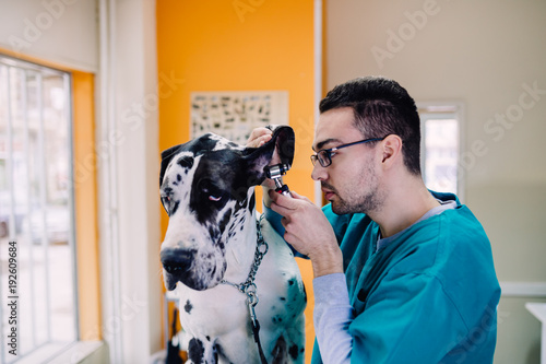 Great dane at veterinary. photo