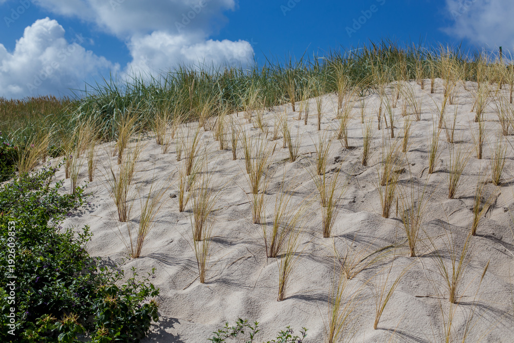 Fototapeta premium Beach and dune grass.