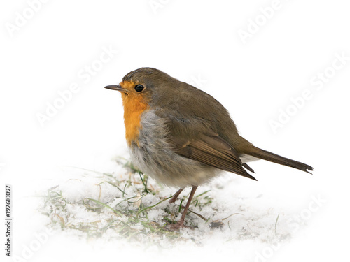 Side view of an european robin standing on grass with snow partly isolated on white background © JGade