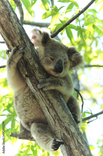 Photography Baby Koala in Eucalyptus Tree