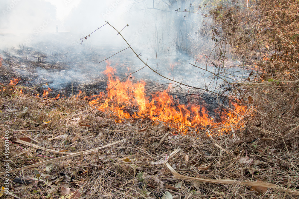 Natural disaster with fire in forest Natural disaster with fire in forest