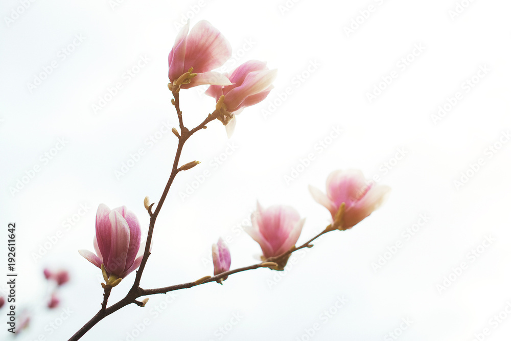 Fototapeta premium Magnolia flowers in spring time, floral background