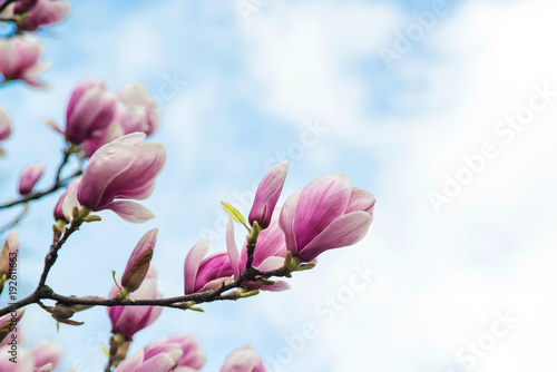 Blossom magnolia flowers on sky backdrop. © volurol
