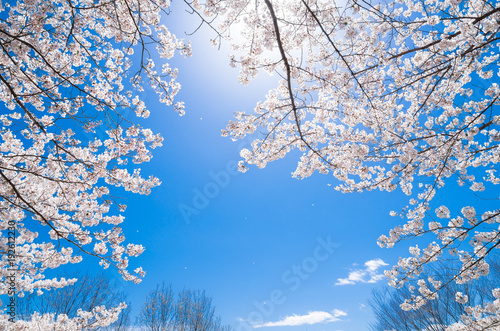 桜と青空 © oben901
