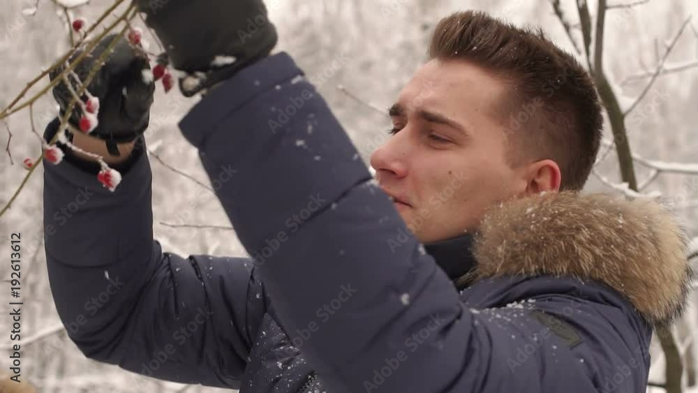 A man breaks a branch with red berries in the winter forest. A man breaks a branch with red berries in the winter forest.
