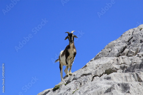 Wild goat jumping cliffs in high mountain