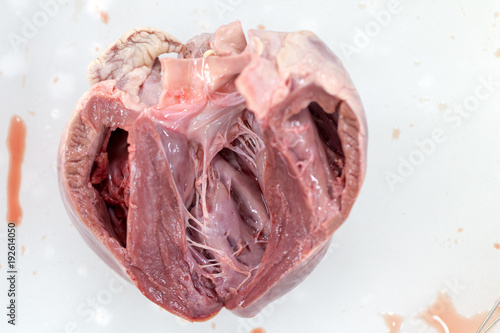 Fotografi Structure heart of the pig for classroom education.