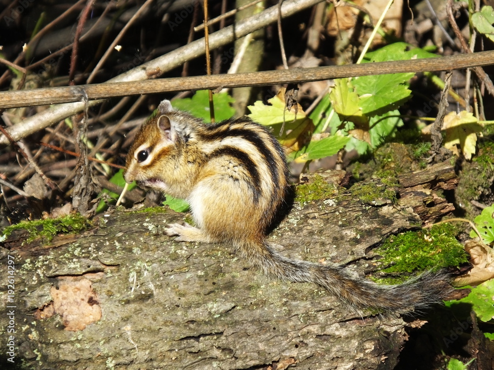 A young chipmunk is sitting on a tree and eating A young chipmunk is sitting on a tree and eating