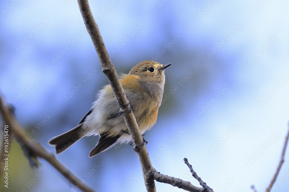 Red flanked bluetail Red flanked bluetail