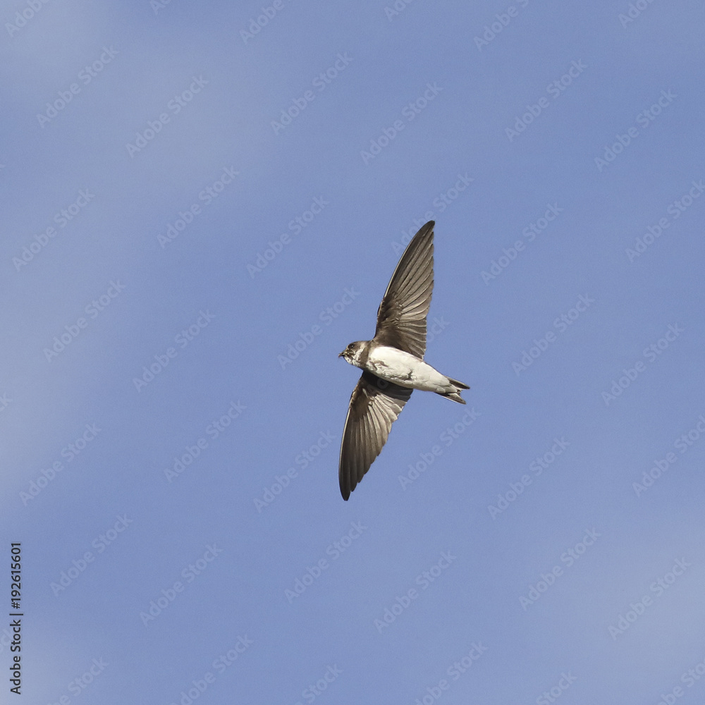 Obraz premium Sand martin