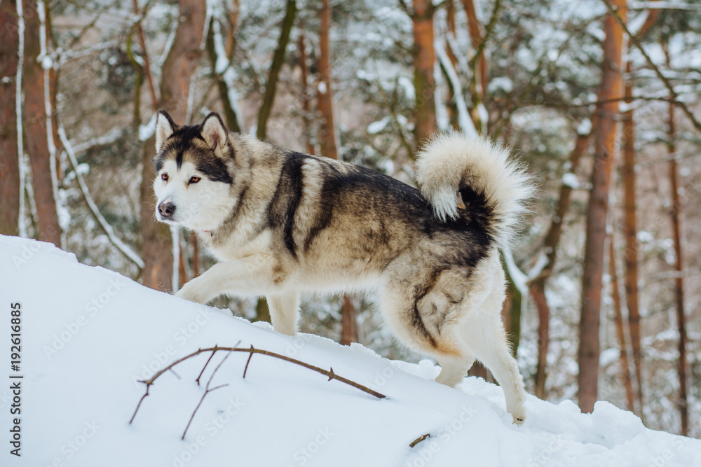 Alaskan malamute husky wolf dog in winter forest outdoor walking on the snow - obrazy, fototapety, plakaty 
