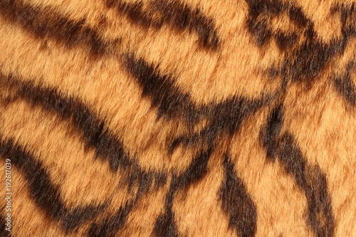 Fotografie Fur of the tiger