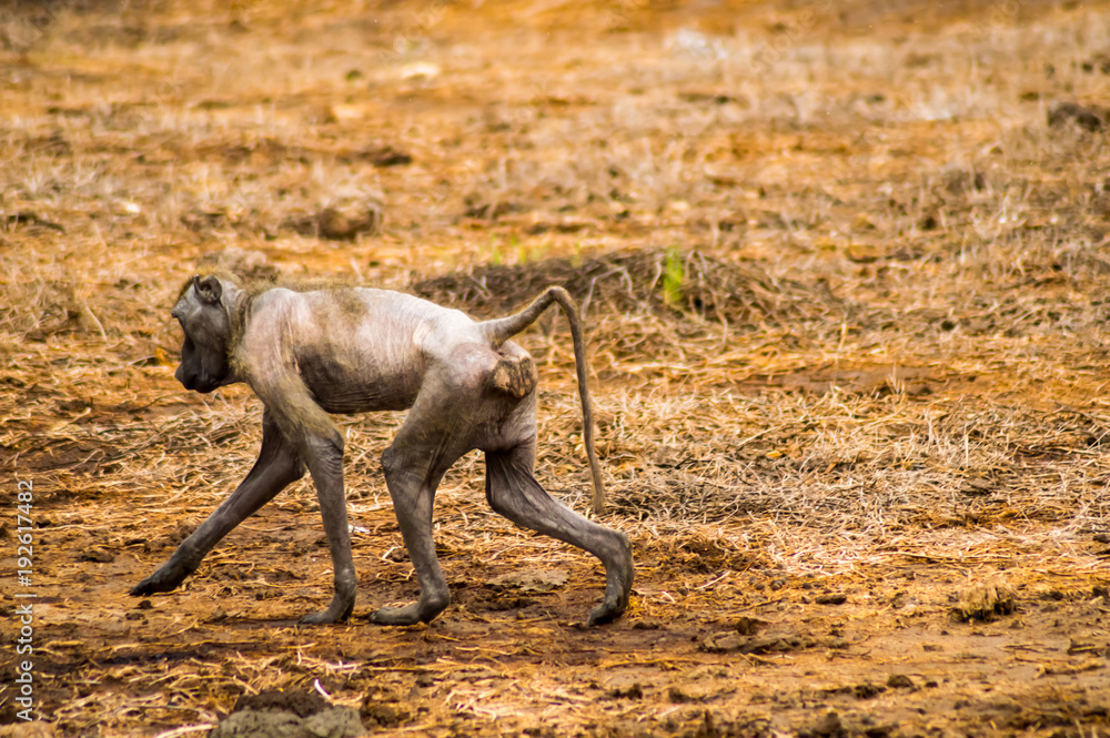 Sick and hairless baboon walking in the savannah of Amboseli Park in Kenya