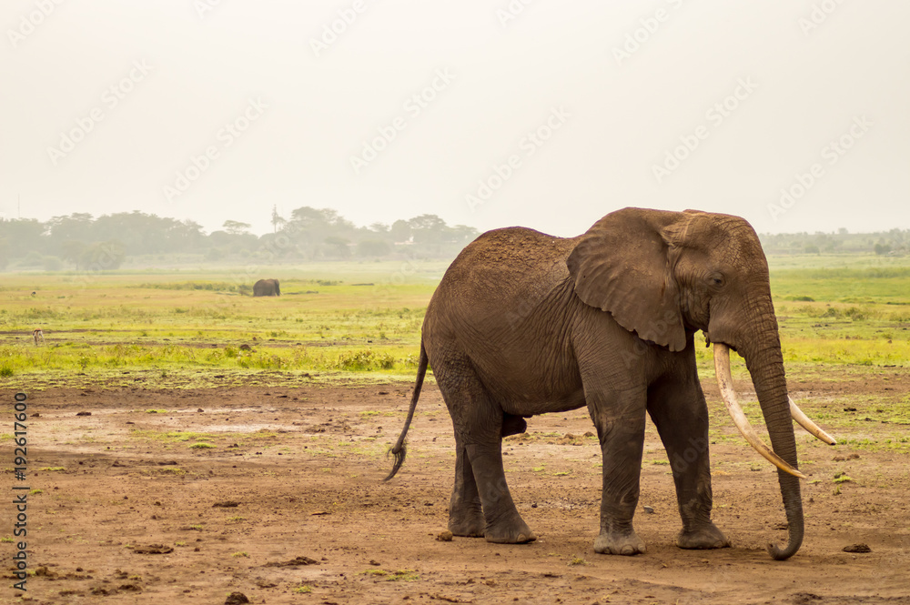 Fototapeta premium Elephant with ears forward in the savannah of Amboseli Park in Kenya