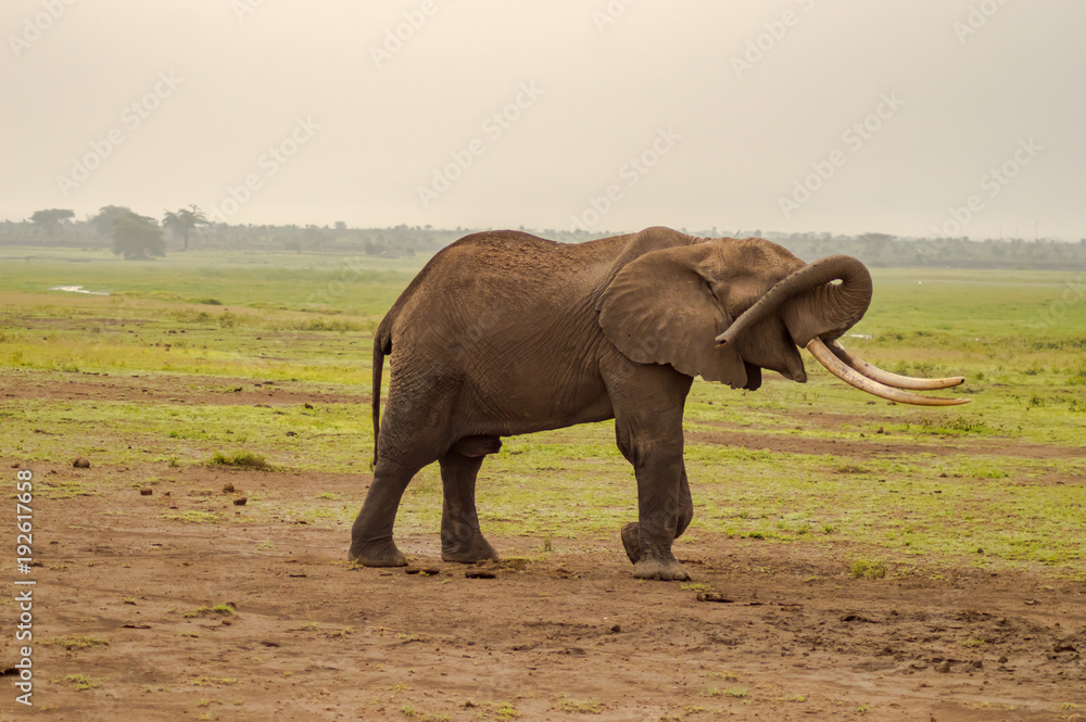Fototapeta premium Isolated Elephant hiding her eyes with her trunk in the savannah of Amboseli Park in Kenya