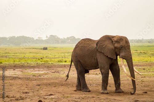 Elephant with ears forward in the savannah of Amboseli Park in Kenya