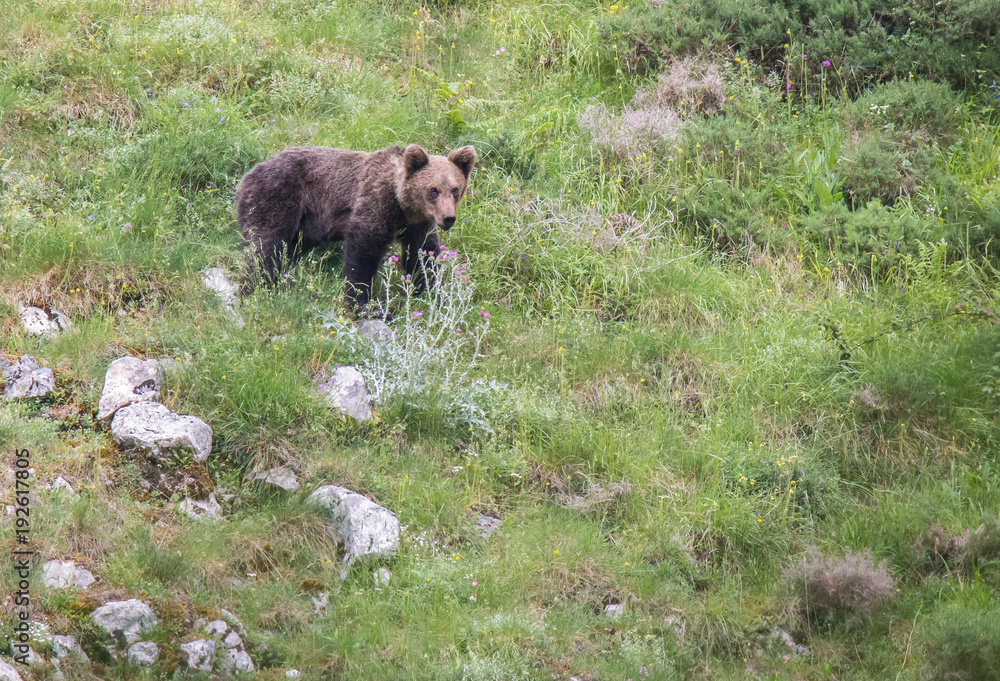 brown bear in Asturian lands, descending the mountain in search of food brown bear in Asturian lands, descending the mountain in search of food