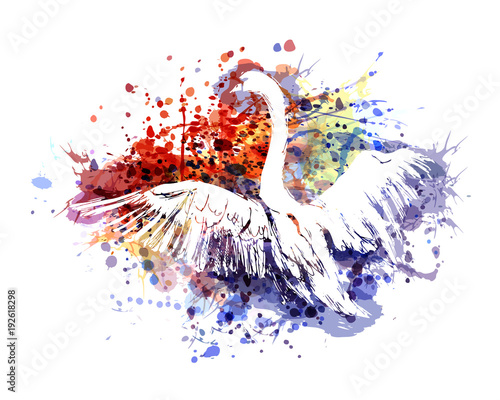 Vector color illustration swan