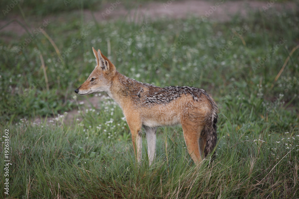 Fototapeta premium Jackal wild dangerous mammal africa savannah Kenya