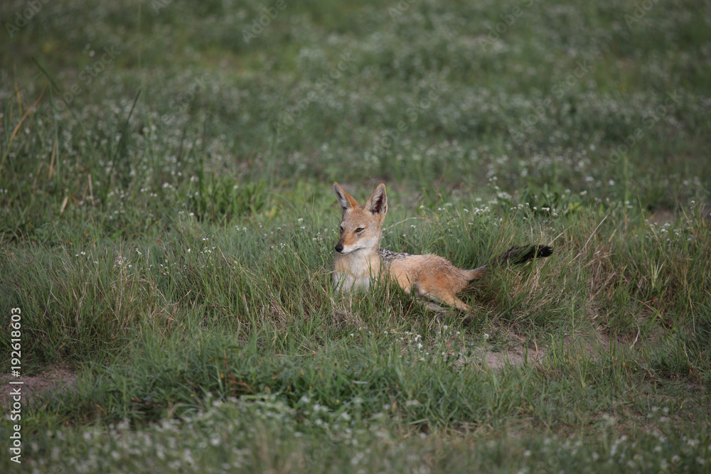 Jackal wild dangerous mammal africa savannah Kenya Jackal wild dangerous mammal africa savannah Kenya