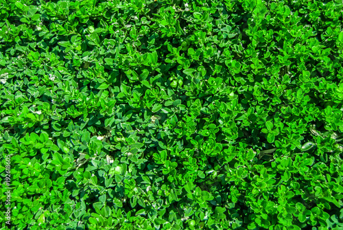 background of shallow green lush foliage with partial blurring